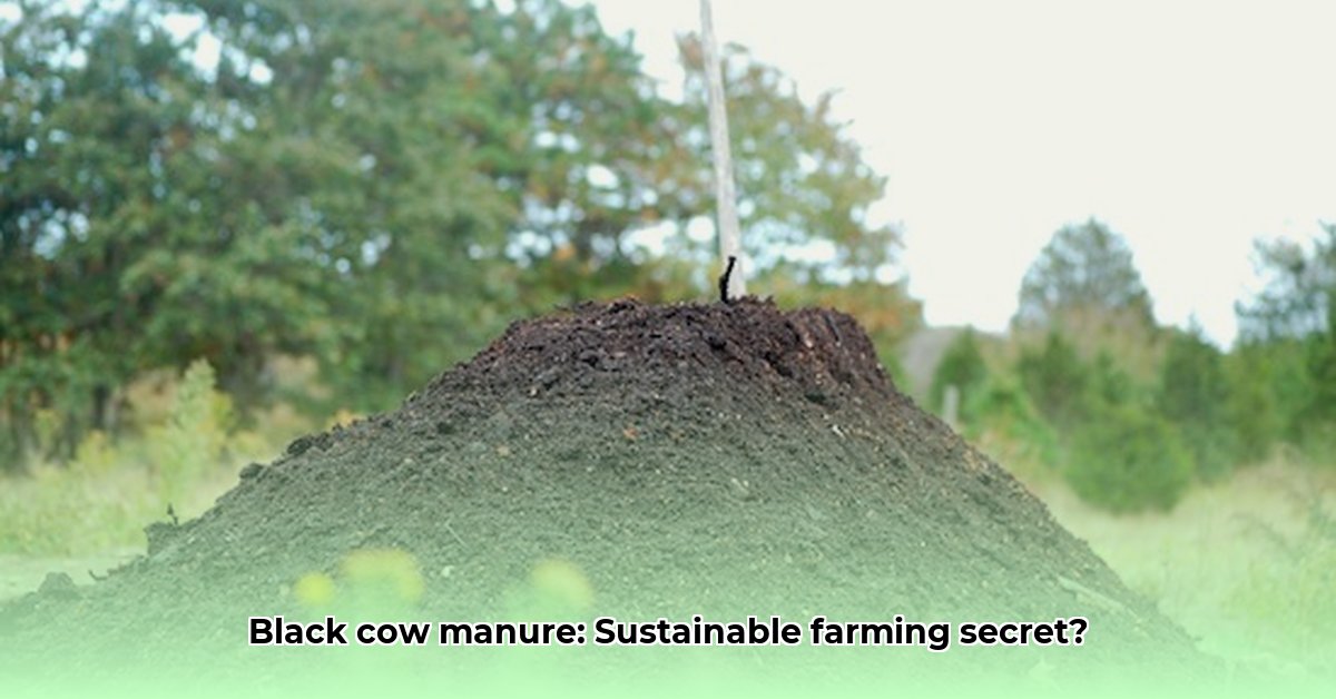 black-cow-manure-tractor-supply